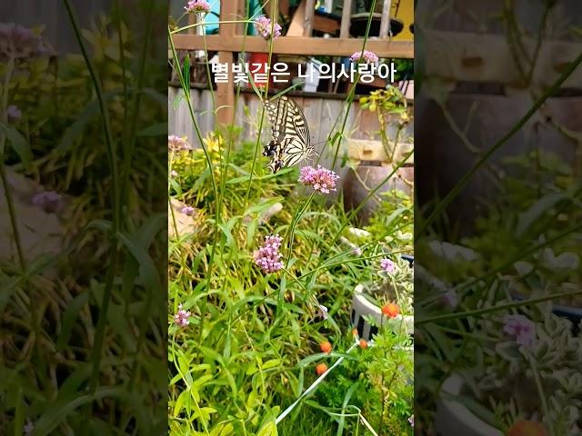 #나비#작은정원 #호랑나비 #오후의 비상