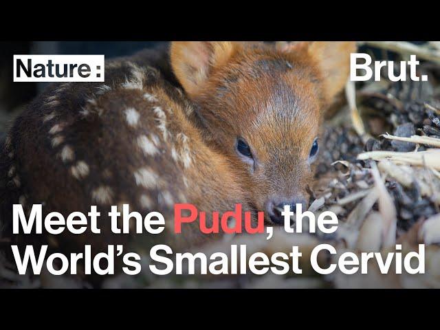 Meet the Pudu, the World's Smallest Cervid