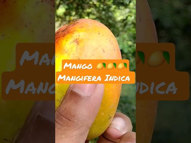 Mango Biological Name II Mangifera indica II Botanical name of Mango II Amm II Drup fruit