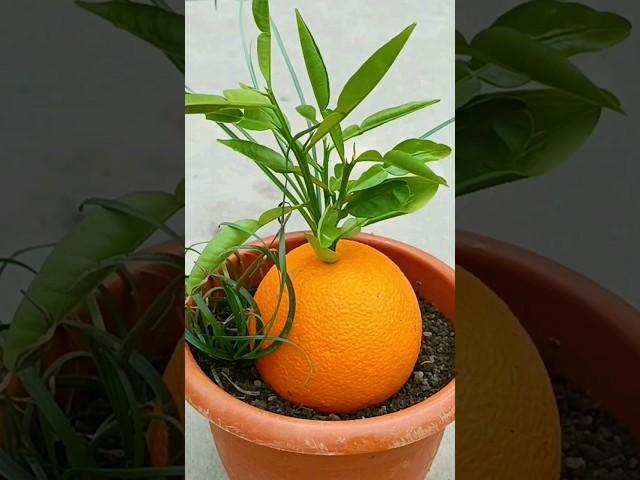 Grow orange tree by unique way #shorts