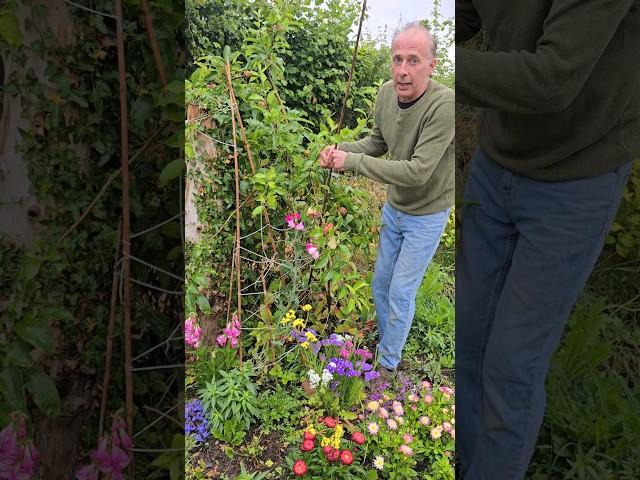 Sweet pea care #gardening #permaculture #summerflowers #scent #motivation #ideas #garden