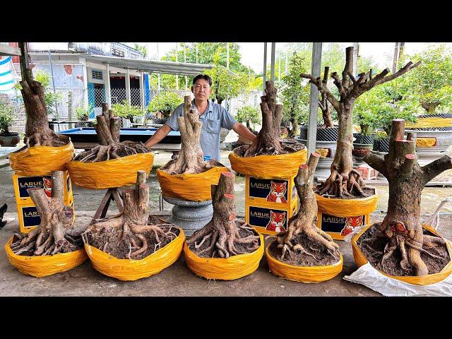 MƯỜI MAI VÀNG ngày 11/11/2024 (#O337573339 MƯỜI ) PHÔI MAI VÀNG, MAI TỨ QUÝ-  @bonsai Can Tho