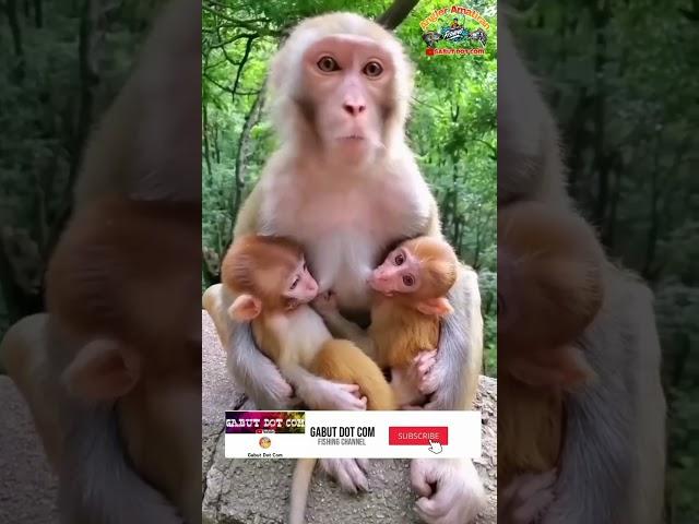 MONYET Lucu Gendong Anaknya