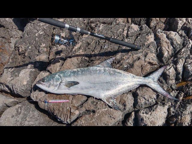 Leerfish (Lica) 4,9 Kg from shore | Montenegro fishing