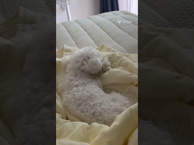 무슨 꿈을 꾸는건지 궁금해 ! #잠꼬대 #강아지쇼츠 #shorts #cute #doglover #비숑 #강아지일상 #강아지유튜브 #강아지브이로그