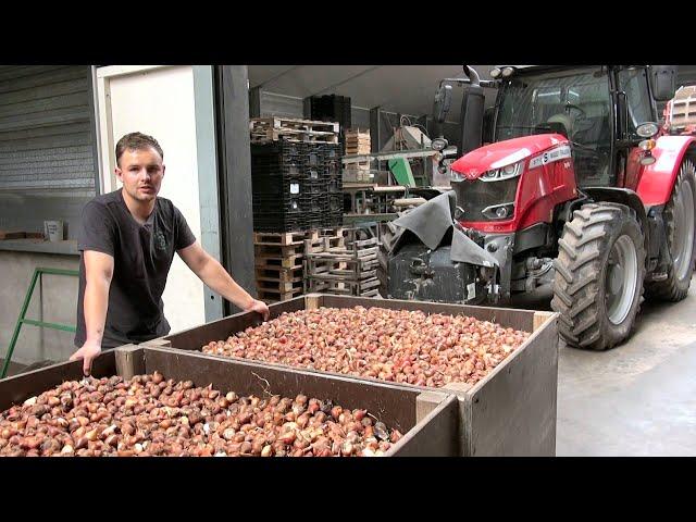 Slecht weer zorgt voor tekort aan bloembollen