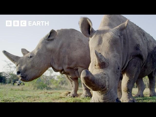 5 Amazing Rhino Conservation Moments | BBC Earth