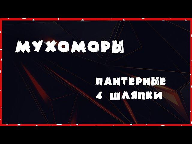 Мухоморы пантерные / 4 шляпки / Трип репорт от подписчика #мухоморы