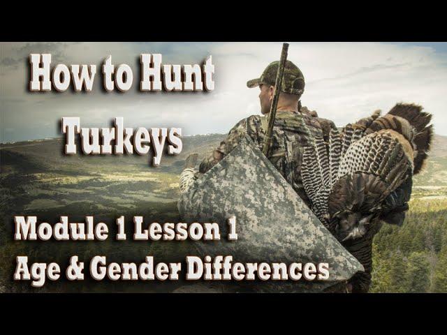 How to Hunt Wild Turkeys Course 1-1 Age & Gender Differences – Tips for Success Hunting Gobblers