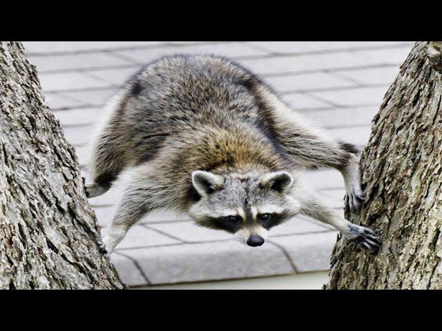 Animals Doing Funny Things  Best of Video 2024