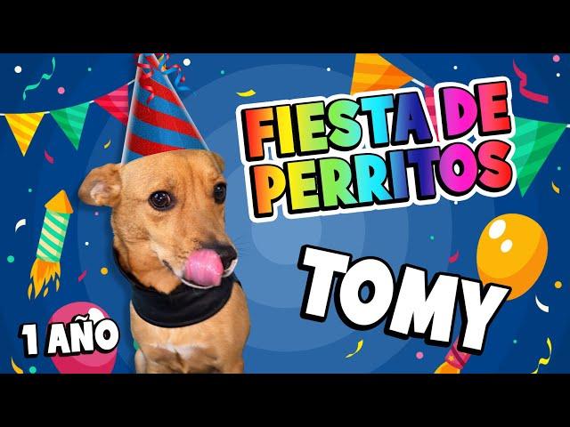  FIESTA de PERRITOS  #perritos #animales #fiesta #cute #humor #regalos #funny #familiar #tomy