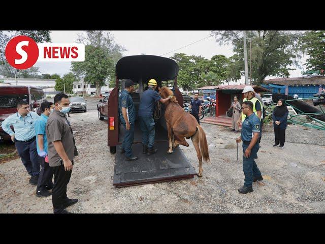 Two mistreated horses rescued in Batu Ferringhi crackdown