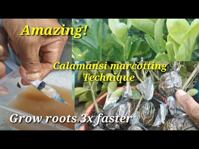 How to marcot calamansi, the easiest way