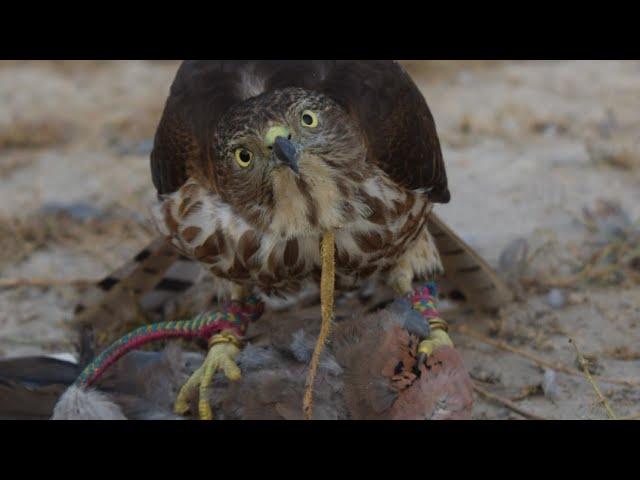 training of goshawk and hunting lapwing with shikra || falconry art of kings