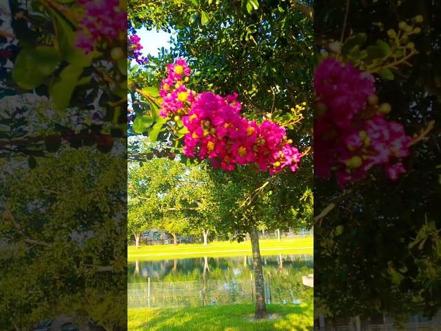 Lagerstroemia Indica crape myrtle #likeandsubscribe #ishqdefanniyar #flowers #crapeflower #lilac usa