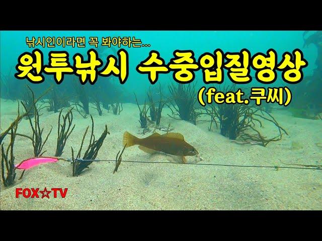 낚시인이라면 꼭 봐야할 원투낚시 수중입질영상-FOXTV