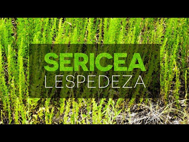 Control of Sericea Lespedeza in Pastures – Forage & Livestock Town Hall (Full Video)