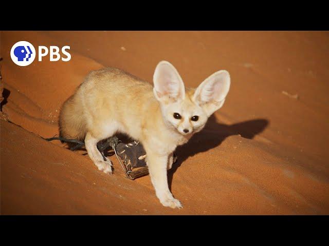 Discovering the Smallest Wild Dog in the Vast Sahara