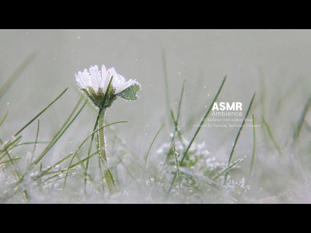 눈 속에서 피는 꽃 ASMR