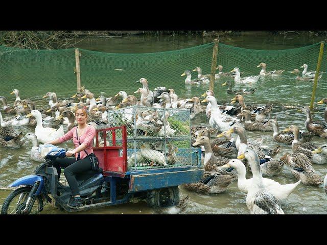 Harvesting Many Ducks And Use 3-Wheeled Vehicle To Transport Ducks Go To Market Sell