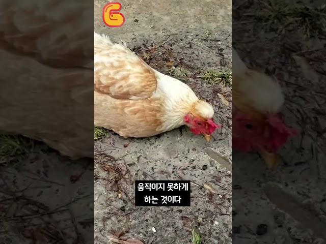 닭 앞에 선을 그으면 생기는 신기한 반응