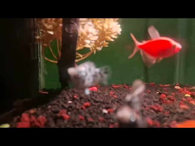 aquarium kecil dan simpel