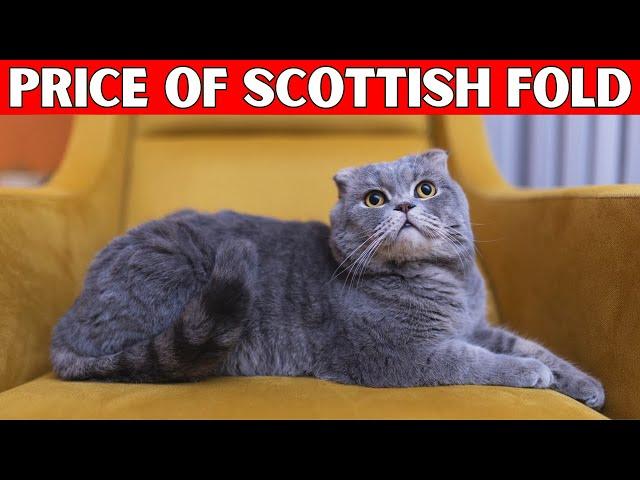 Price of Scottish Fold Cat | How Much is a Scottish Fold Cat?