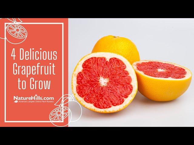 4 Delicious Grapefruit to Grow | Naturehills.com