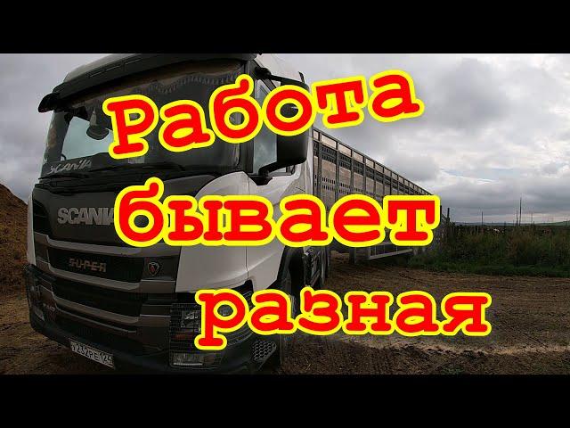 Работа , бывает разная.  Возим уголь и скот. 9 - 12 августа 2023 года.