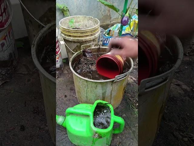 pupuk organik rumput#shorst #gardening