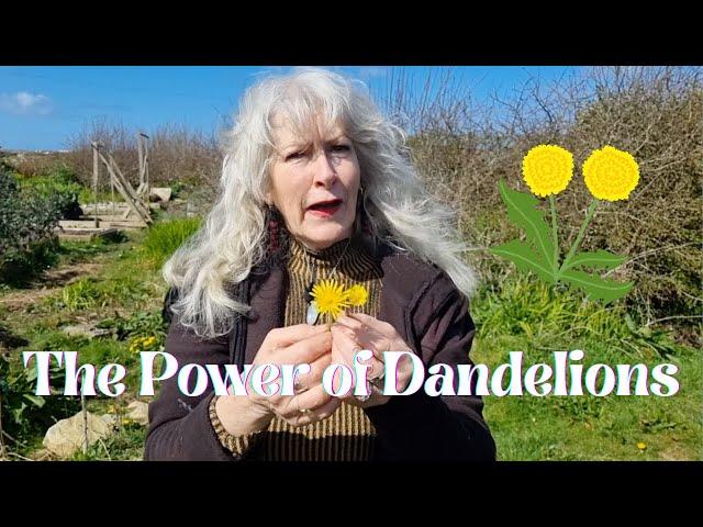 The Power of Dandelions