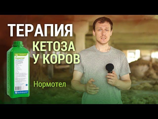 Терапия кетоза у коров