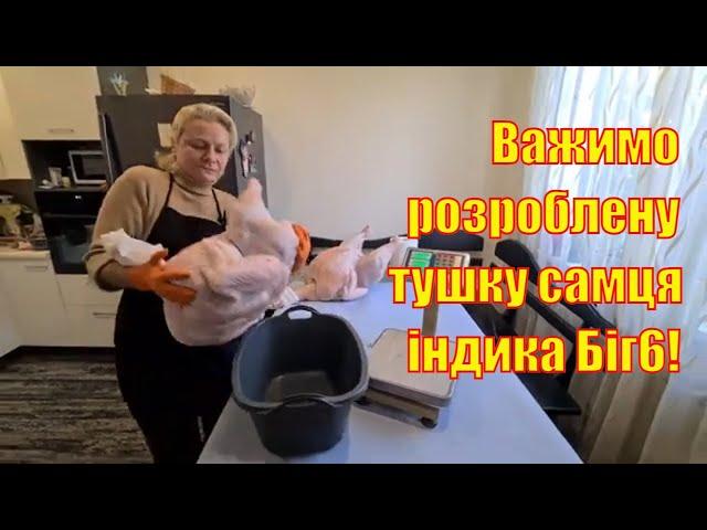 Самець індика Біг6. Тушка в цифрах і відсотках.