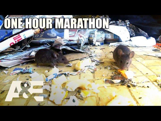 Hoarders: Most INTENSE Infestations - One-Hour Compilation! | A&E