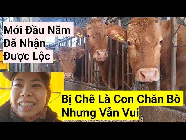 978#  Bị Chê Là Con Chăn Bò Nhưng Vẫn Vui,Mới Đầu Măm Đã Nhận Được Lộc