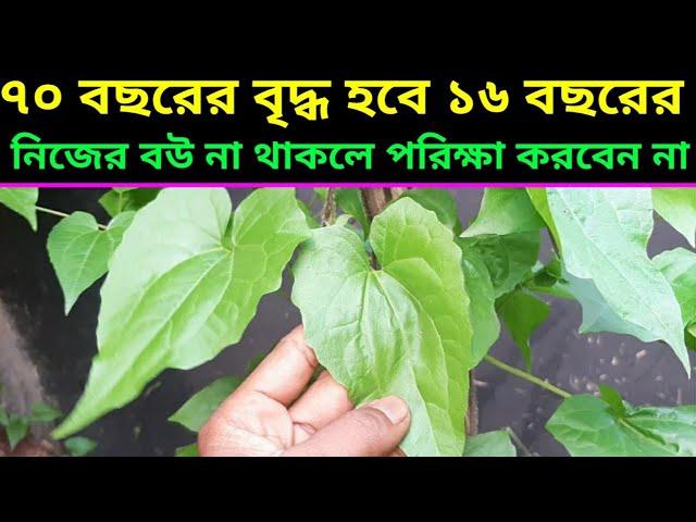 হীরার থেকেও মূল্যবান এই গাছ,health benefits of Pakistani lota