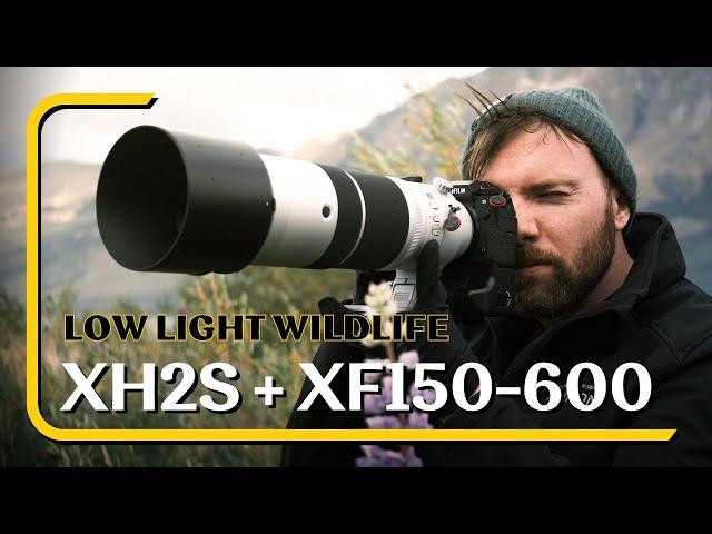 Wildlife Photography - Fujifilm X-H2s and XF150-600mm after using Nikon Z8