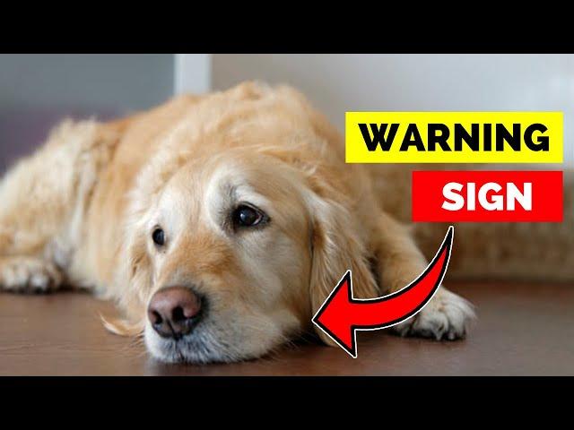 Does Your Dog Feel Neglected? 10 Red Flags Every Owner Should Know