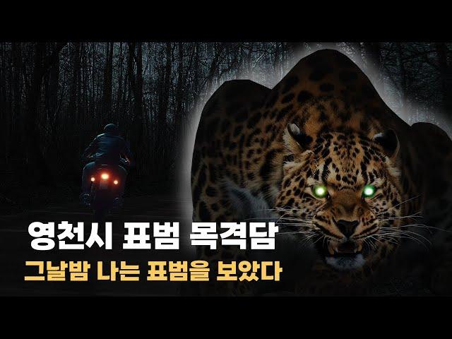 South korea in wild leopard story | That night, I saw a wild leopard.