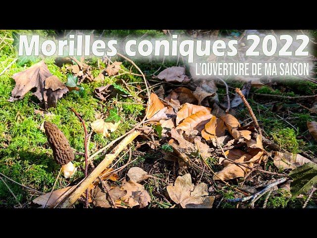 La chasse aux morilles 2022 est ouverte. Elle sont là, mais c'est le début !