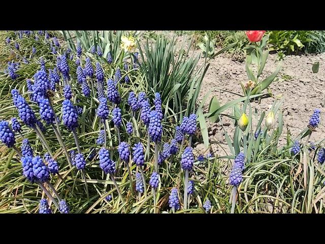 Muscari