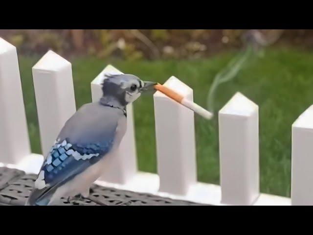 UNUSUAL MEMES COMPILATION V319