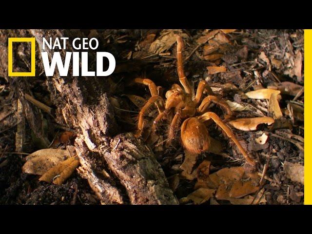 The Biggest Spider on the Planet | Bite, Sting, Kill