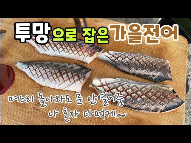 바다투망: 투망으로 잡은 가을 전어! 며느리 안 돌아오고 못 배길걸?