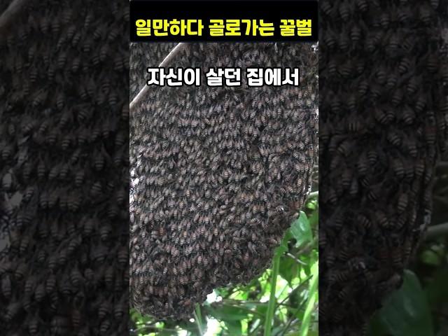 불쌍한 꿀벌의 일생