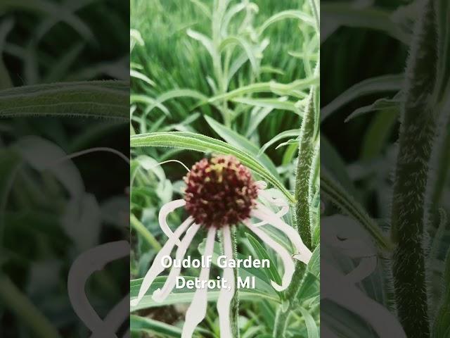 Oudolf Garden Visit #5 #ihavethisthingwithplants #oudolfgarden #gardenvisit