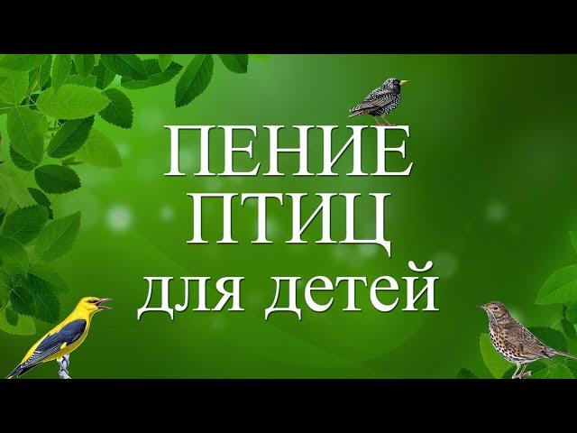 Пение птиц для детей