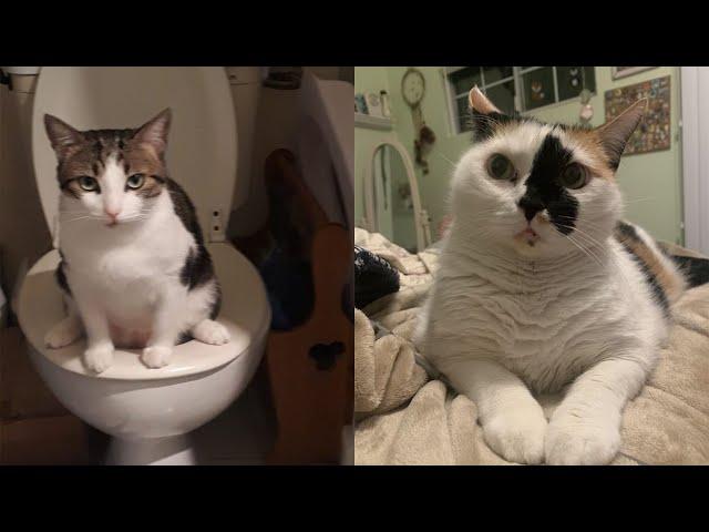 Try Not To Laugh  New Funny Cats Video  - Just Cats Part 22