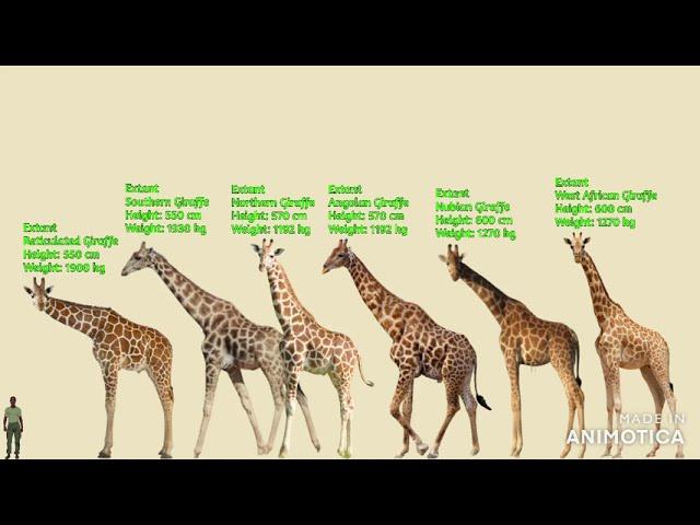 ARTIODACTYLA: Giraffids, Camels, Hippos & Others Size Comparison