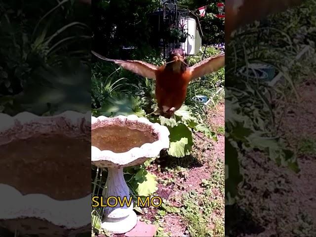 Robin at the bird bath, spies camera spying!